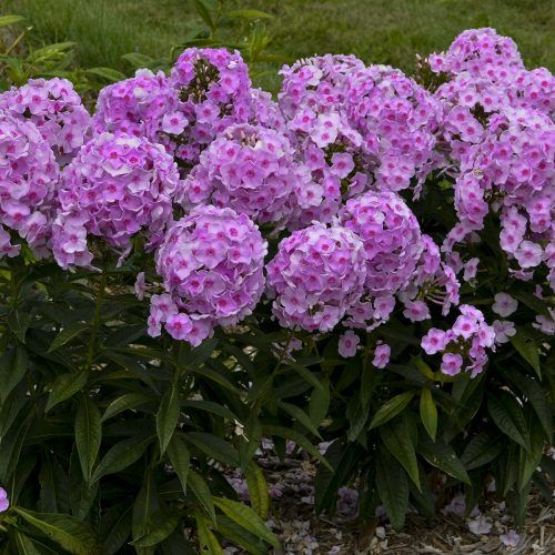 purple flowers are blooming in the garden