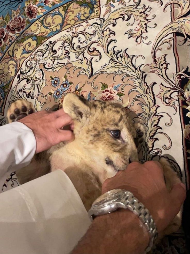 a close up of a person petting a cheetah on top of a rug