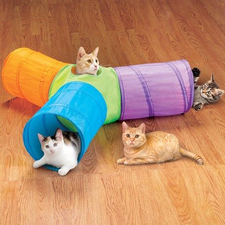 three cats are sitting on the floor in front of a colorful tunnel and one cat is laying down