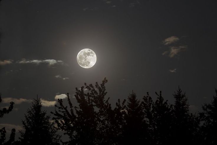 the full moon is shining brightly in the night sky above some pine trees and clouds