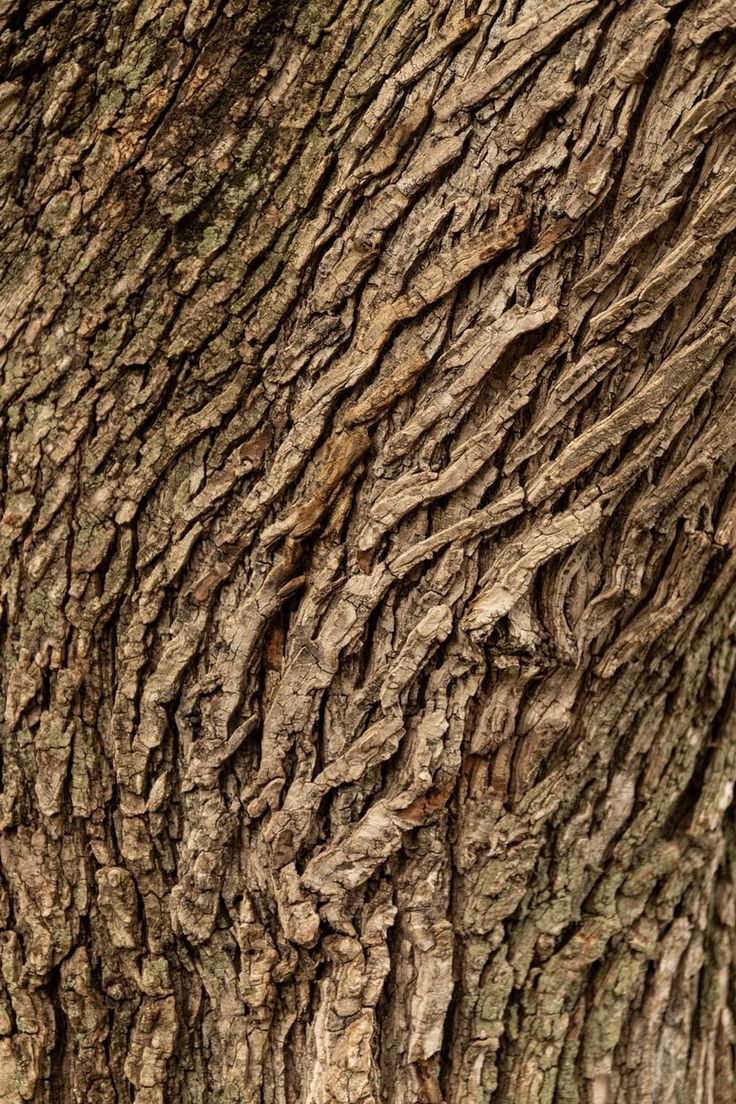 an animal that is sitting on the ground under a tree