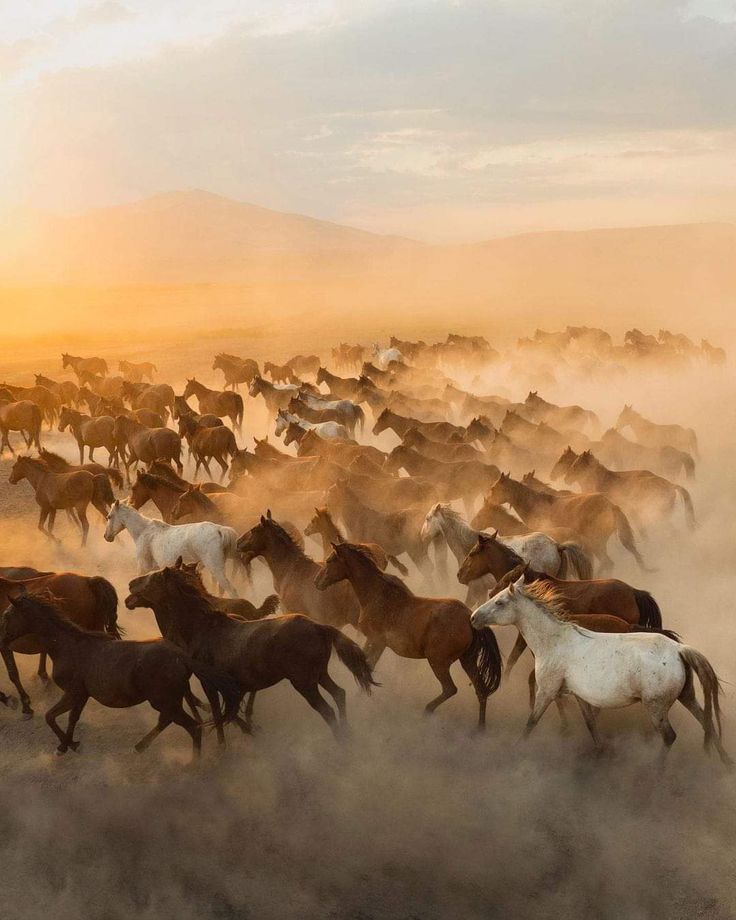 a herd of horses running across a dusty field