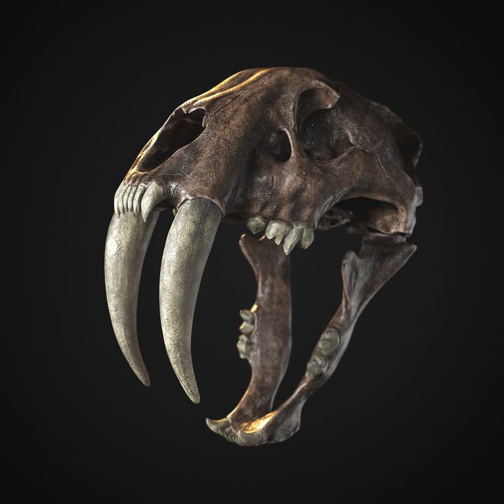 an animal's skull is shown with large horns and long, sharp teeth on it