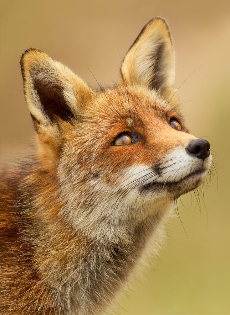 a close up of a fox's face with its eyes open and looking off to the side