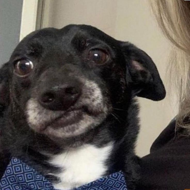 a black and white dog wearing a blue bow tie is looking at the camera while being held by a woman