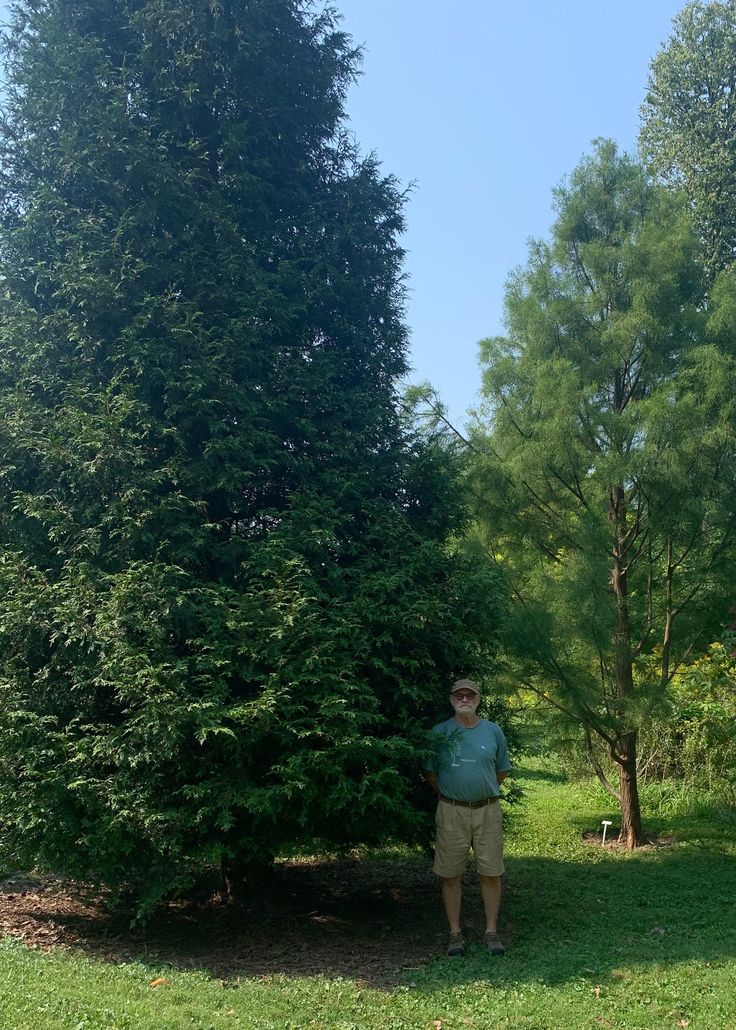 a man standing next to a tall green tree