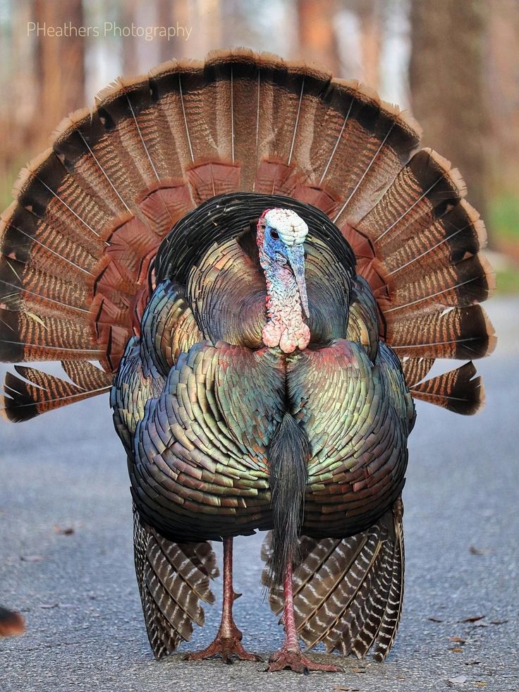 two turkeys standing next to each other on the road with trees in the background