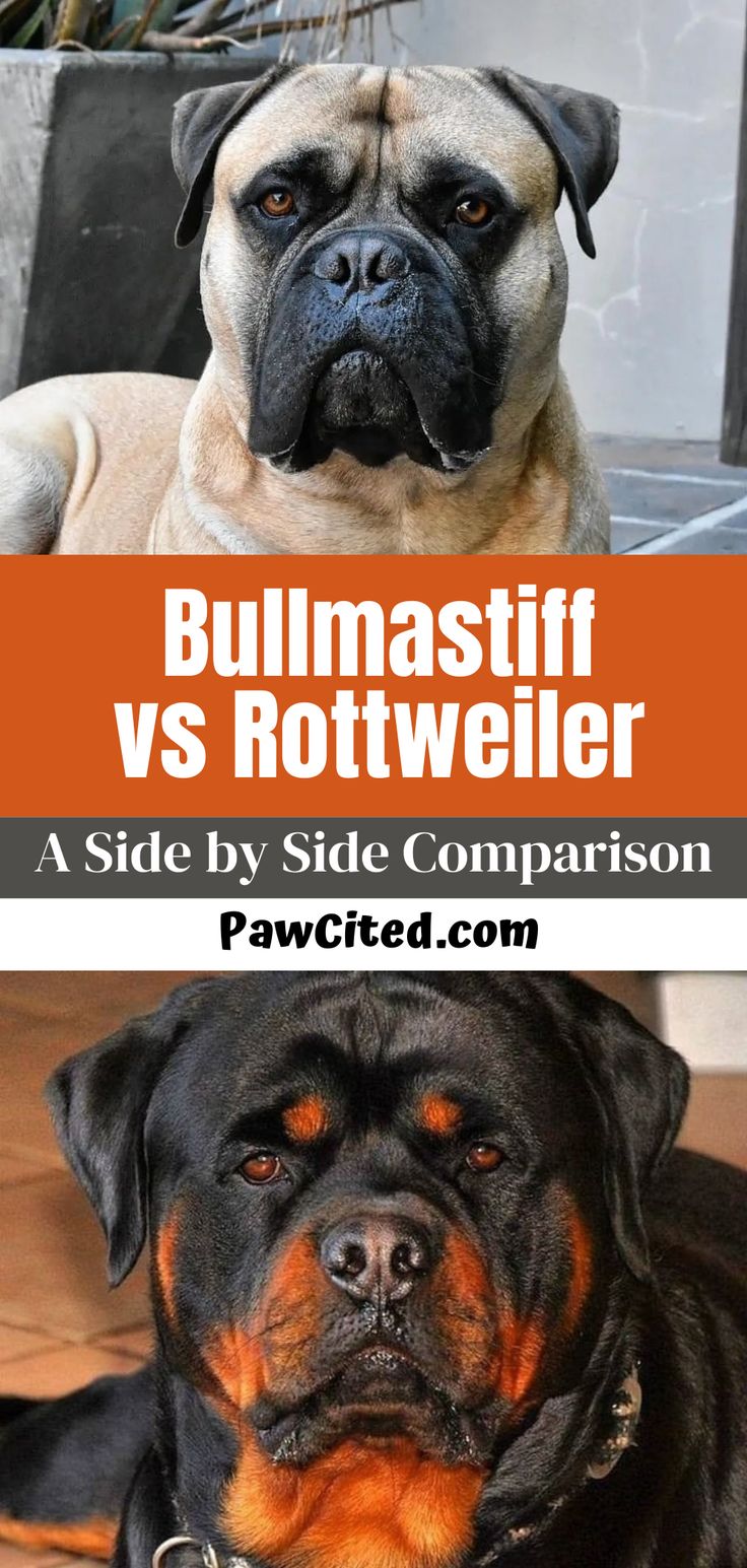 two dogs sitting next to each other with the words bullmastiff vs rottweiler