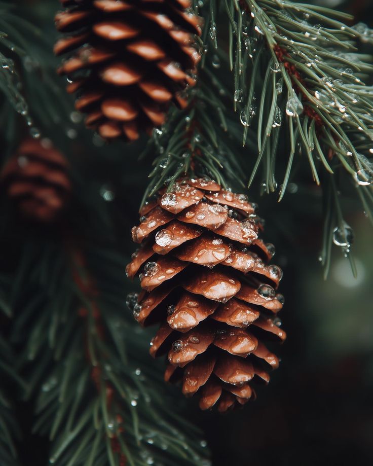 pine cones hanging from a tree with water droplets on them