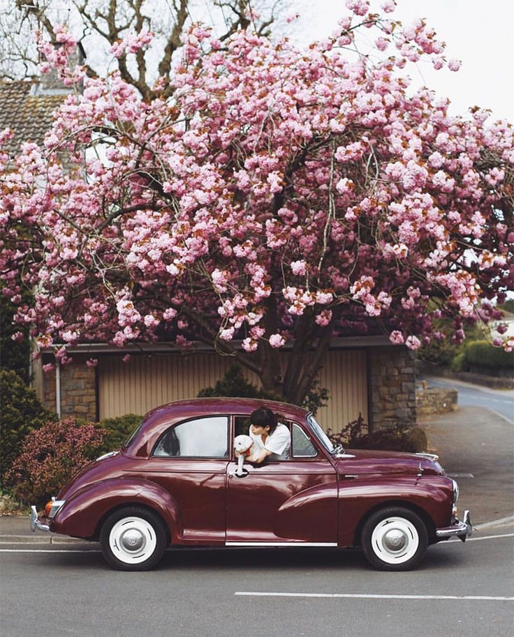 an old car parked in front of a flowering tree