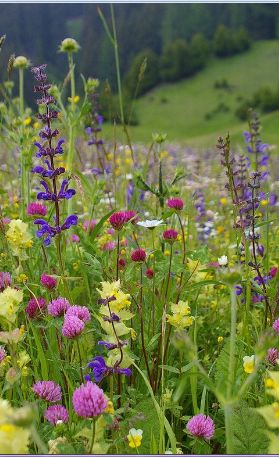 wildflowers and other flowers growing in a field