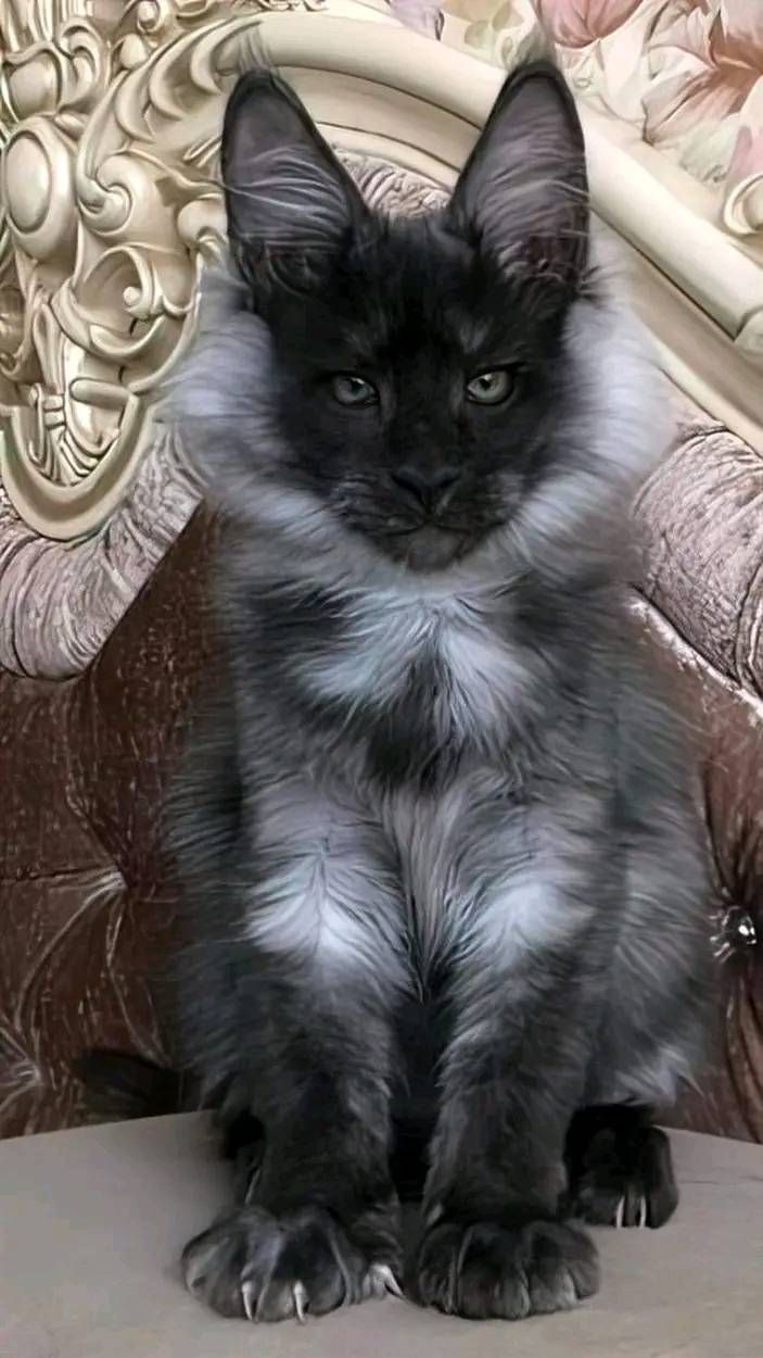 a fluffy black cat sitting on top of a chair