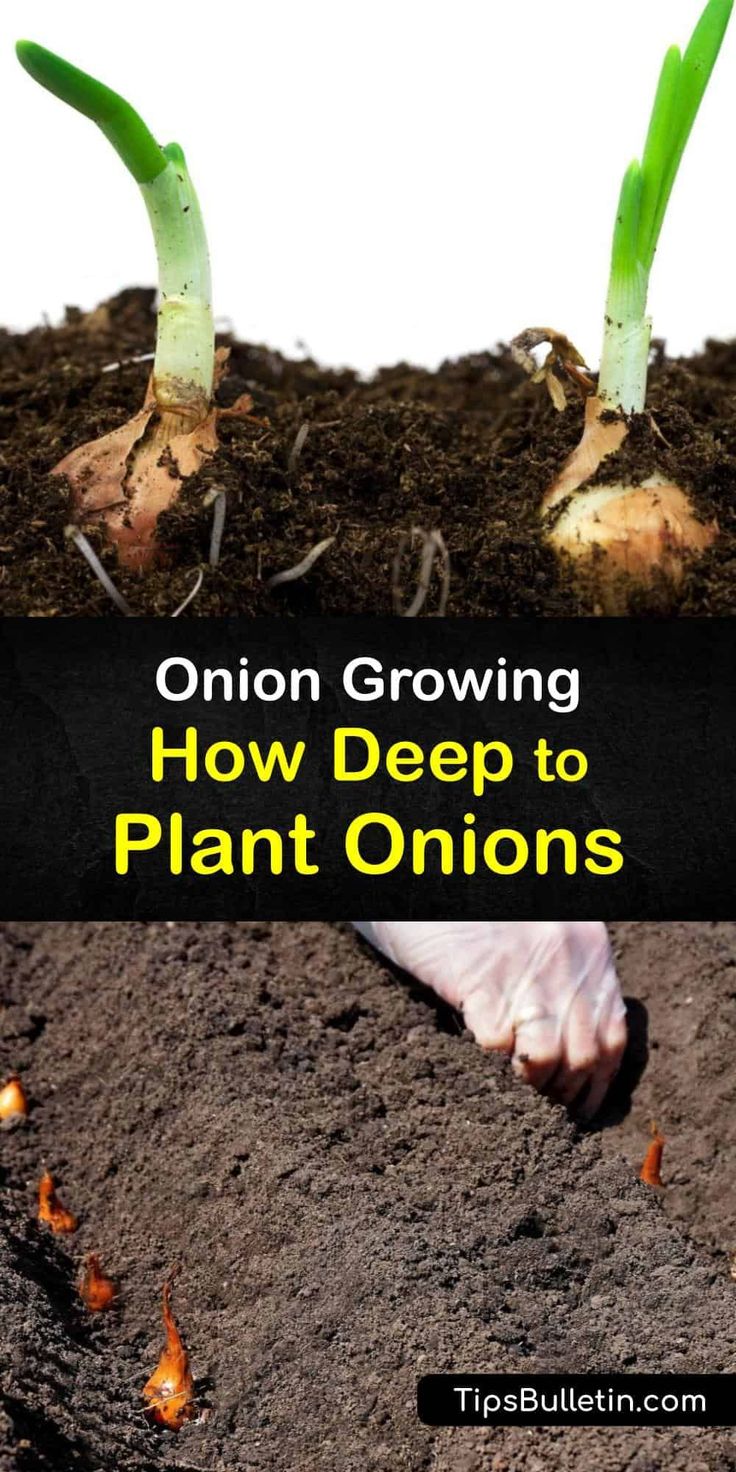 onion growing and how to plant onions in the ground with text overlay that reads onion growing, how deep to plant onions