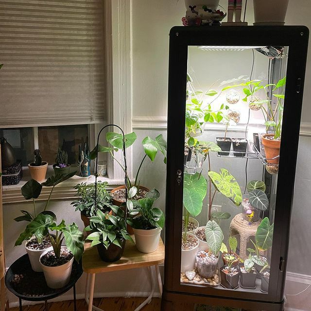 several plants are growing in the corner of a room with a glass door on it