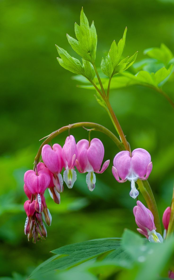 pink flowers with green leaves in the background