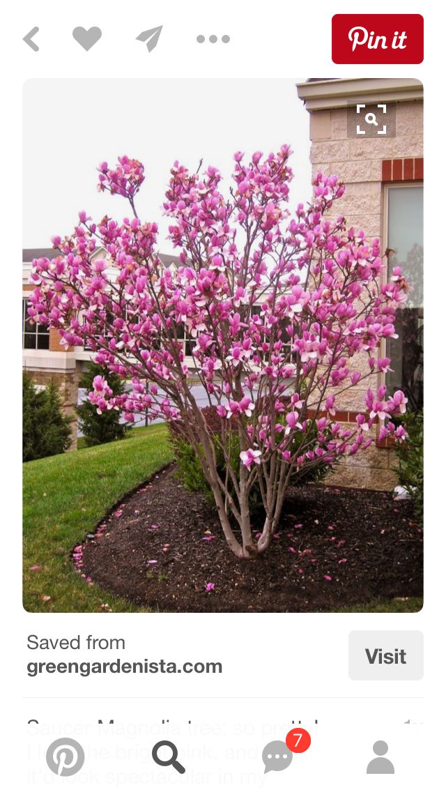 a small tree with pink flowers in front of a building