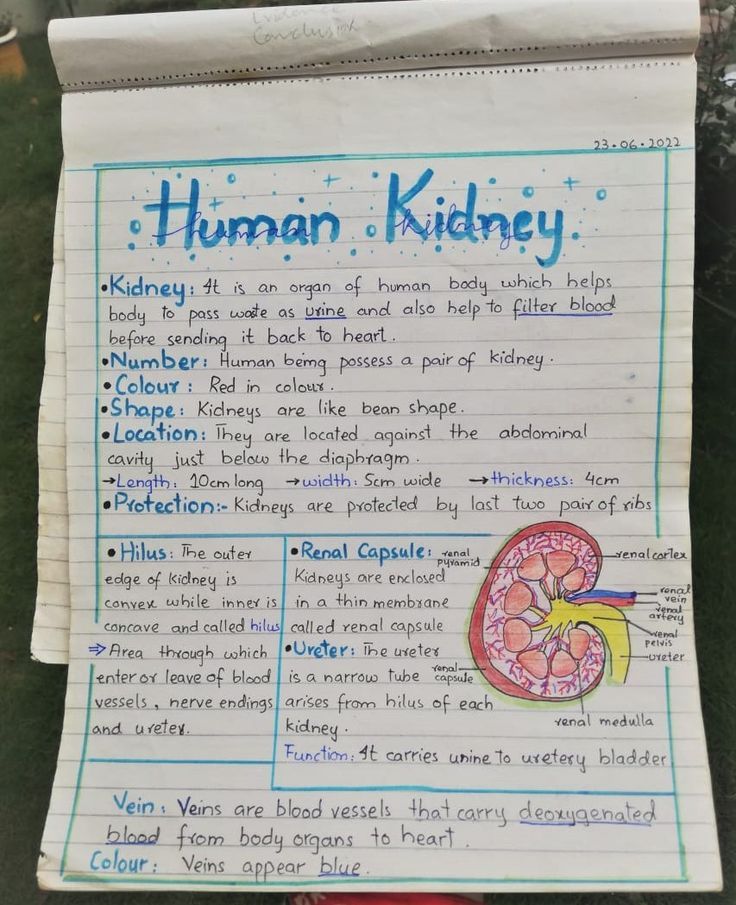 a hand holding up a piece of paper with information about human kidney