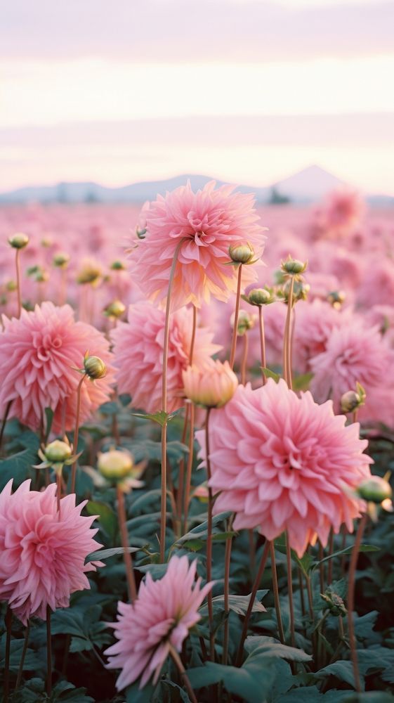 pink flowers are blooming in the field