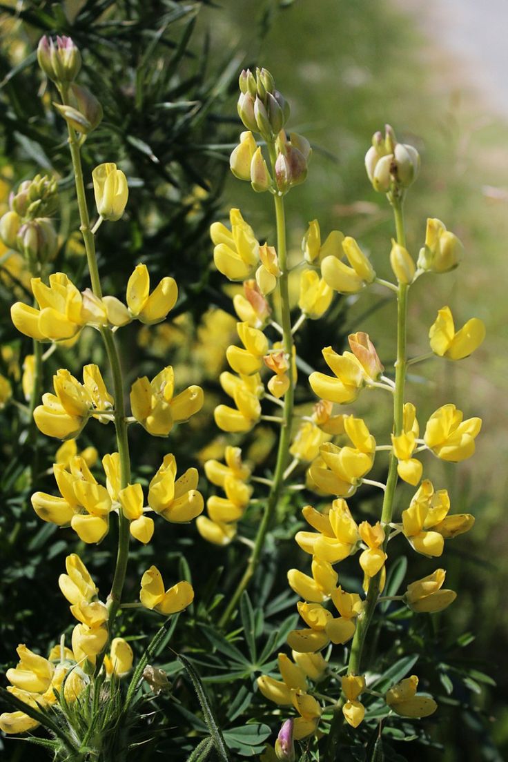 yellow flowers are blooming in the garden