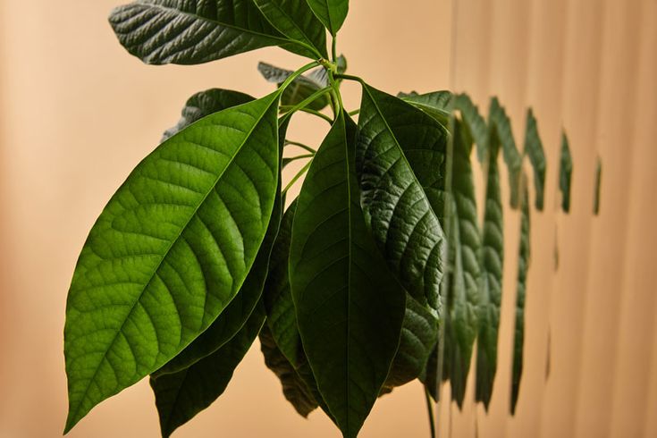 a green plant with large leaves hanging from it's stems in front of a wall