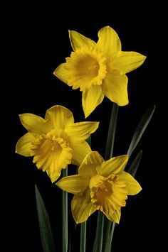 three yellow daffodils in a vase against a black background