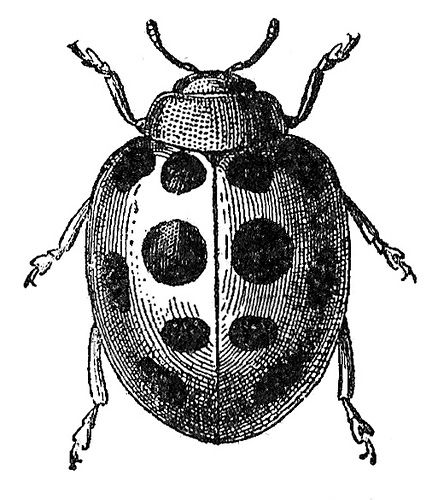 a black and white drawing of a lady bug