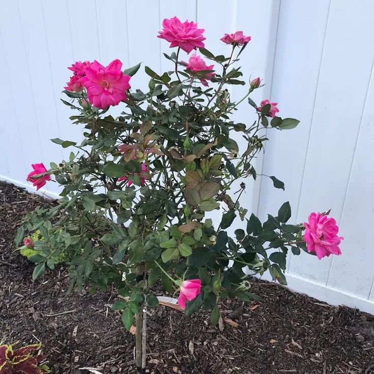 pink flowers blooming in the garden next to a white fence and wooden planks