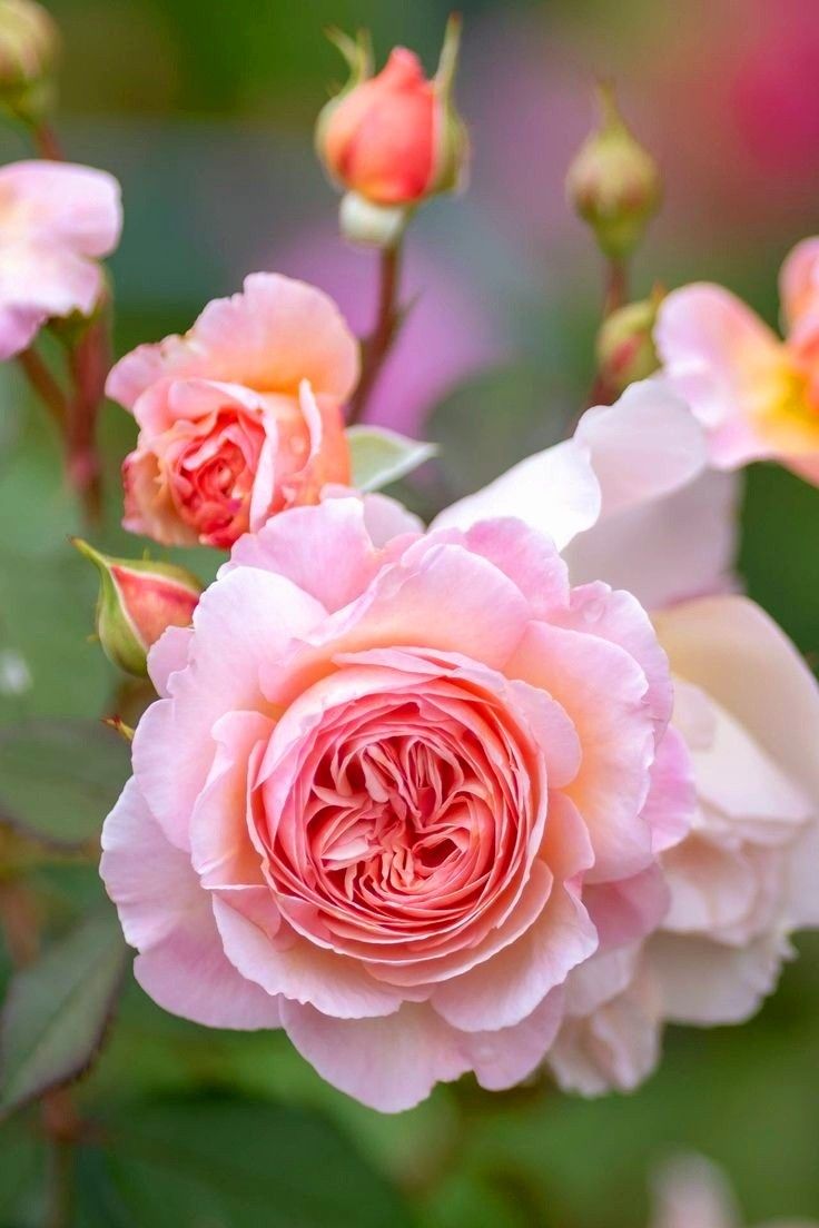 pink and white flowers are blooming in the garden