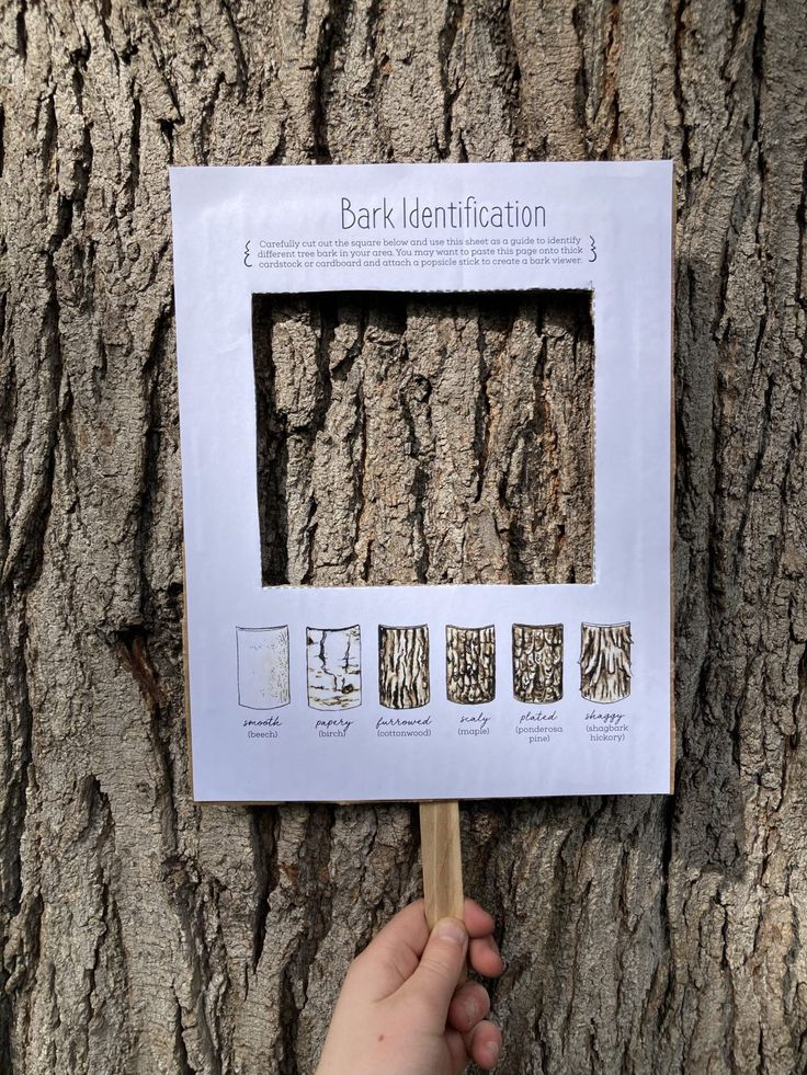 a person holding a stick in front of a tree with bark identification cards on it