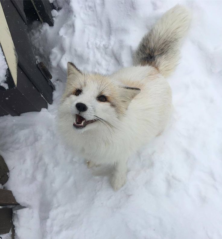 a small white dog standing in the snow