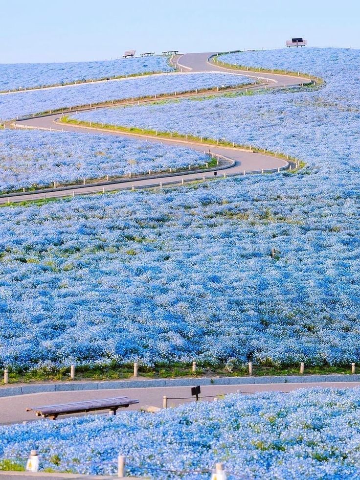 blue flowers are growing on the side of a hill with a road going through it