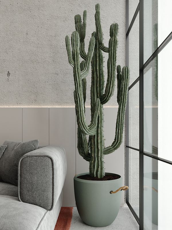 a large cactus in a pot next to a couch