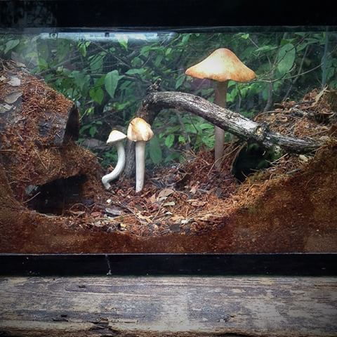 two mushrooms growing out of the ground in an aquarium