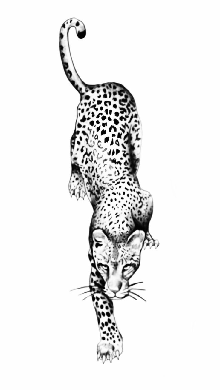 a black and white drawing of a cheetah on its hind legs with one paw in the air