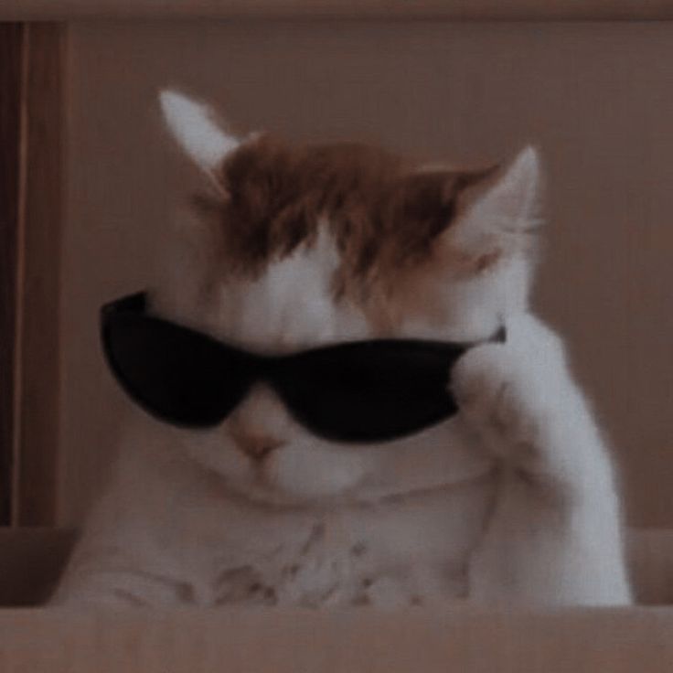 a cat with sunglasses on its head sitting in a box and looking at the camera