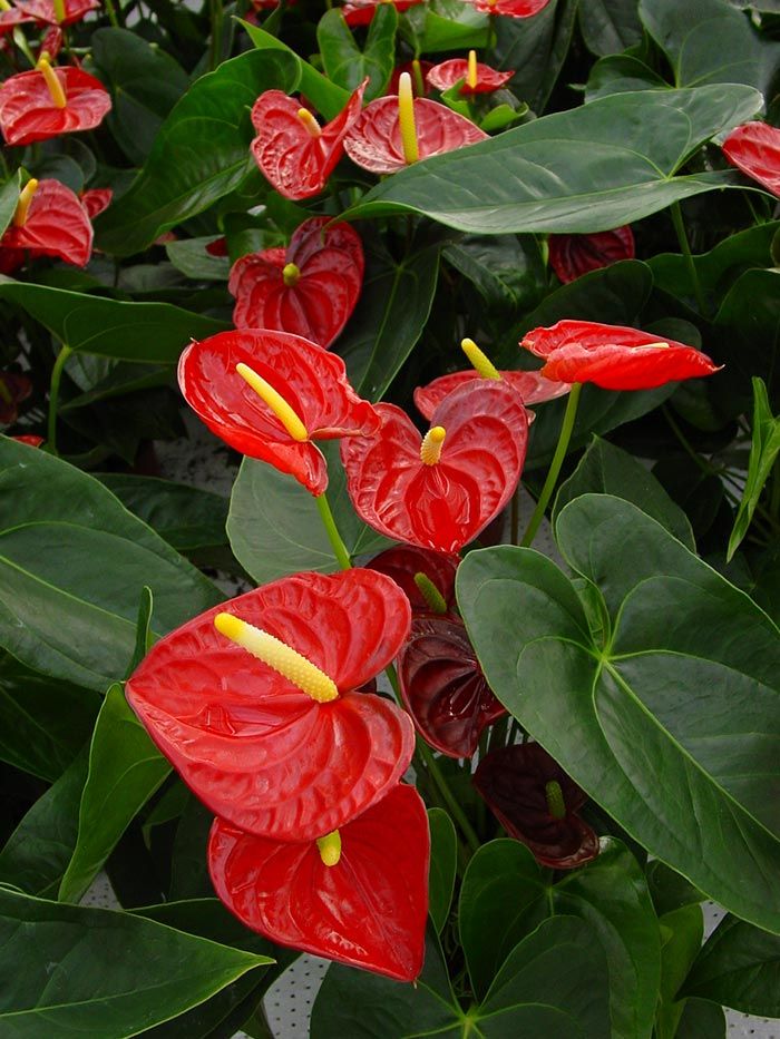 red flowers with green leaves in the background