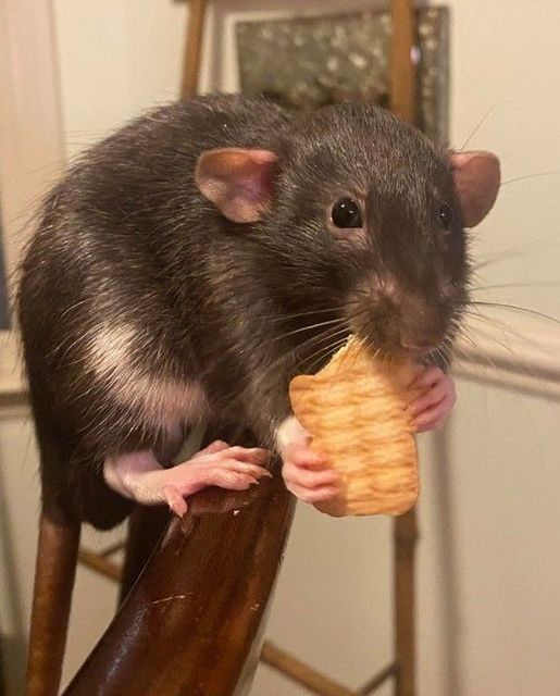 a rat eating a piece of bread on top of a chair