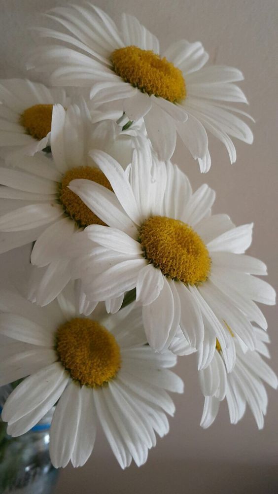 white daisies in a glass vase with water on the bottom and yellow center pieces