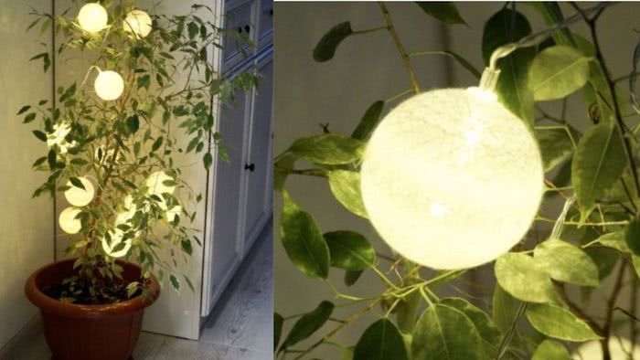 two pictures of plants with lights on them and one has a potted plant in it