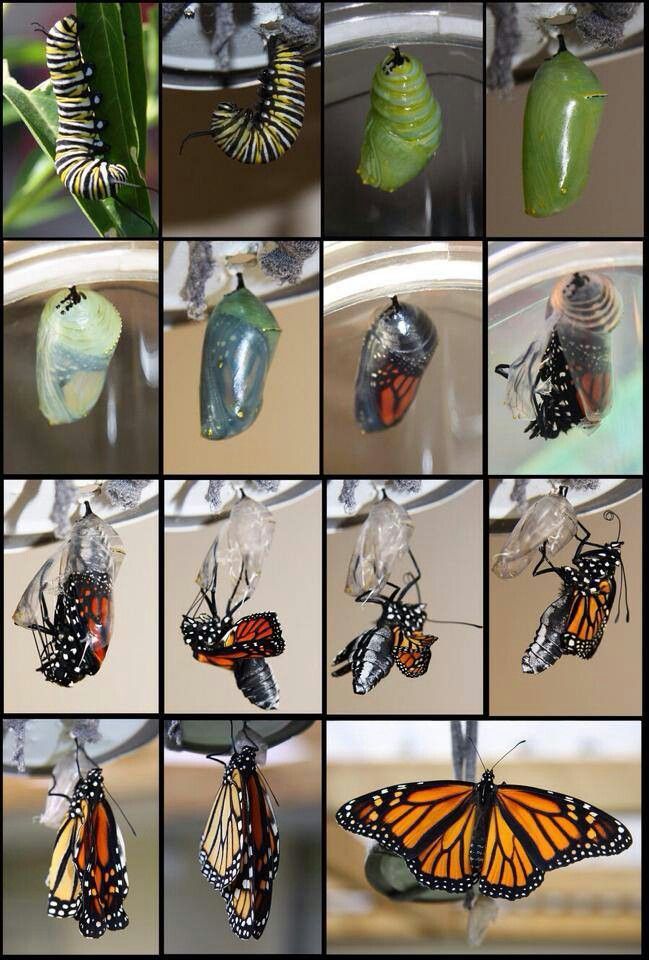 many different pictures of monarch butterflies and caterpillars in their chlops