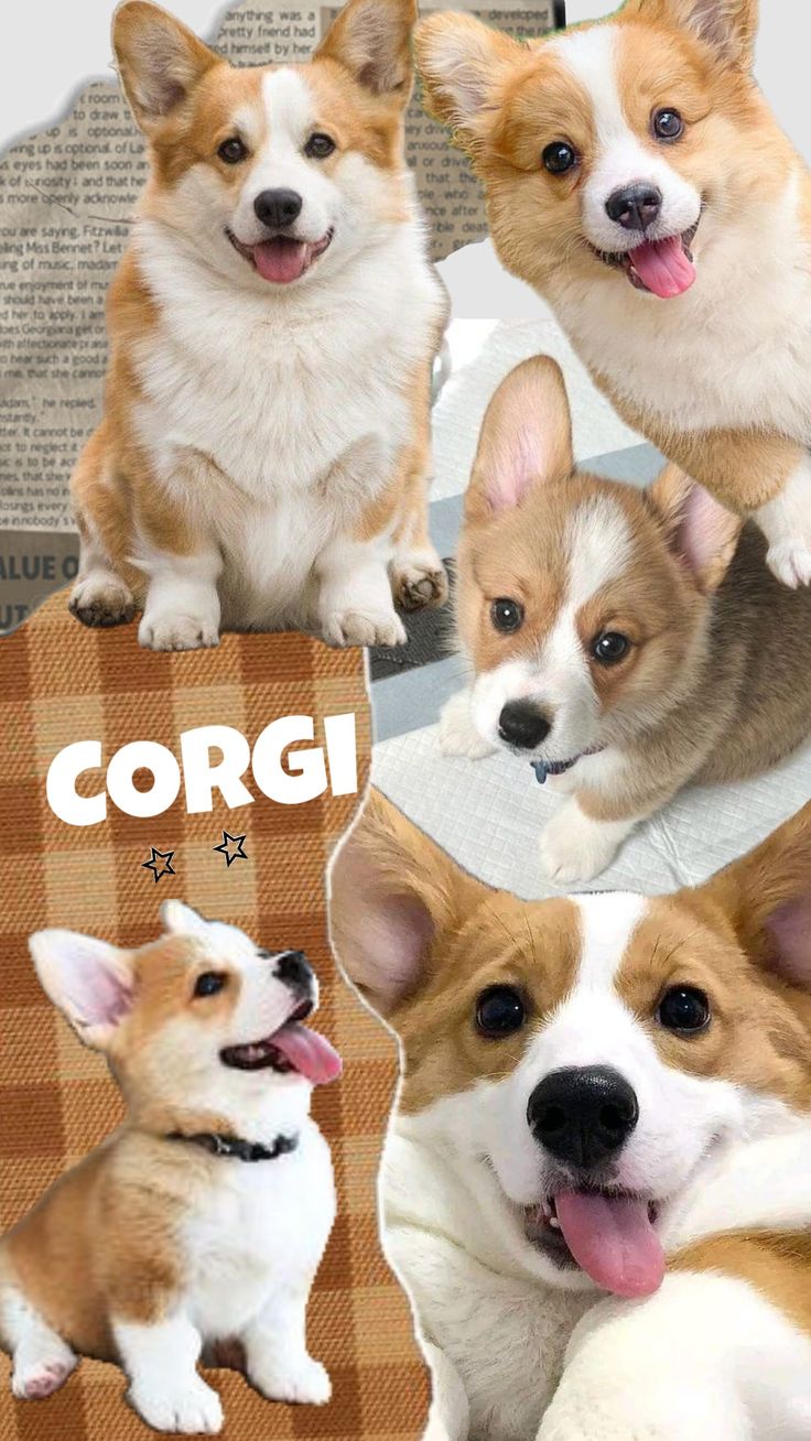 four corgi puppies sitting on top of each other