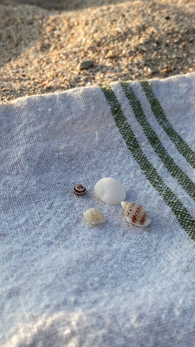 three seashells are laying on a towel on the beach