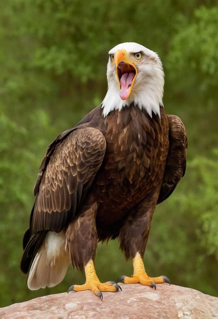 an eagle sitting on top of a rock with its mouth open and it's tongue out