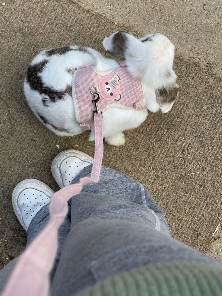 a small white and brown dog wearing a pink harness on it's back legs