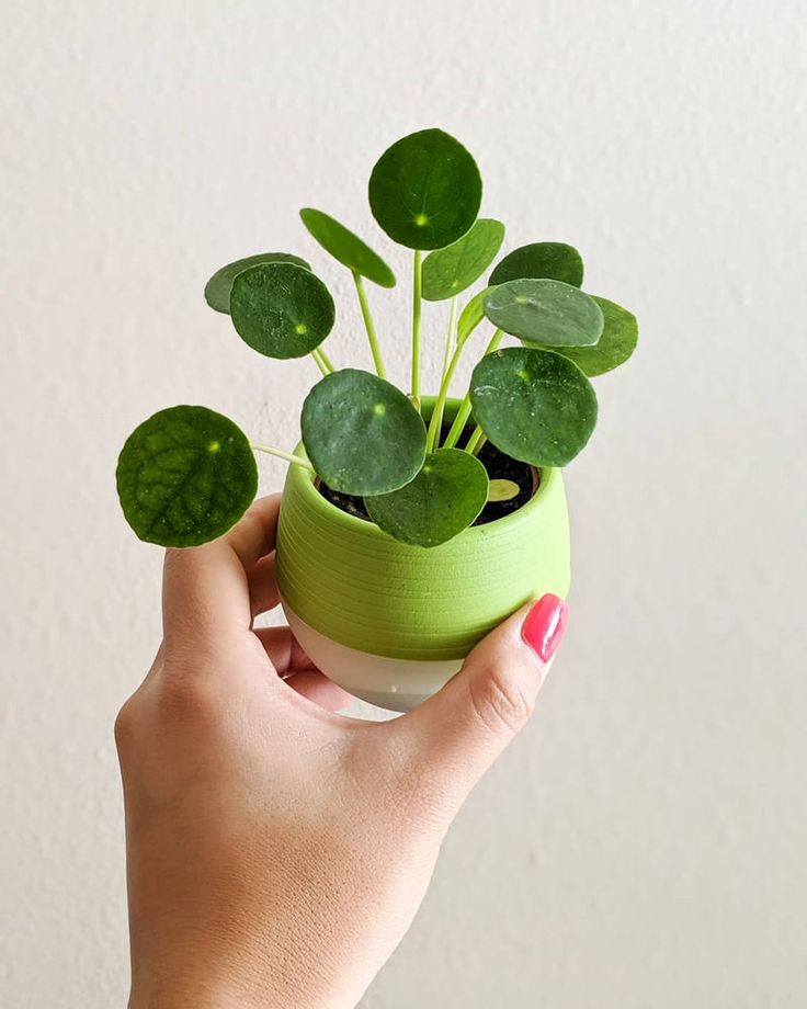 a hand holding a green potted plant in it's right hand, with white background