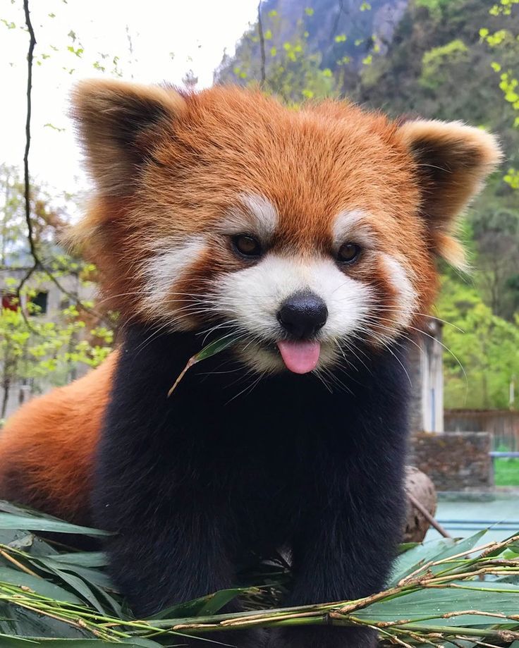 a red panda bear sitting on top of a tree branch