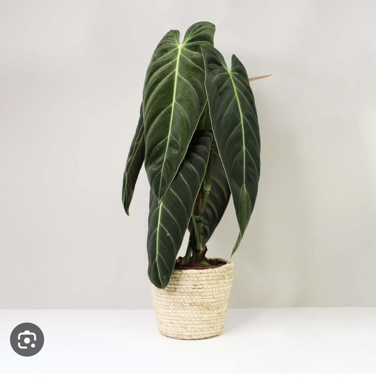 a potted plant with large green leaves