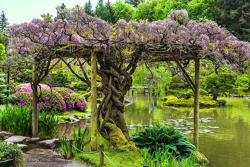 a garden with lots of trees and water