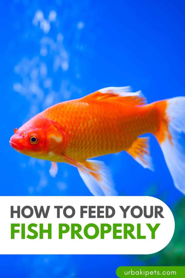 an orange fish with the words how to feed your fish properly