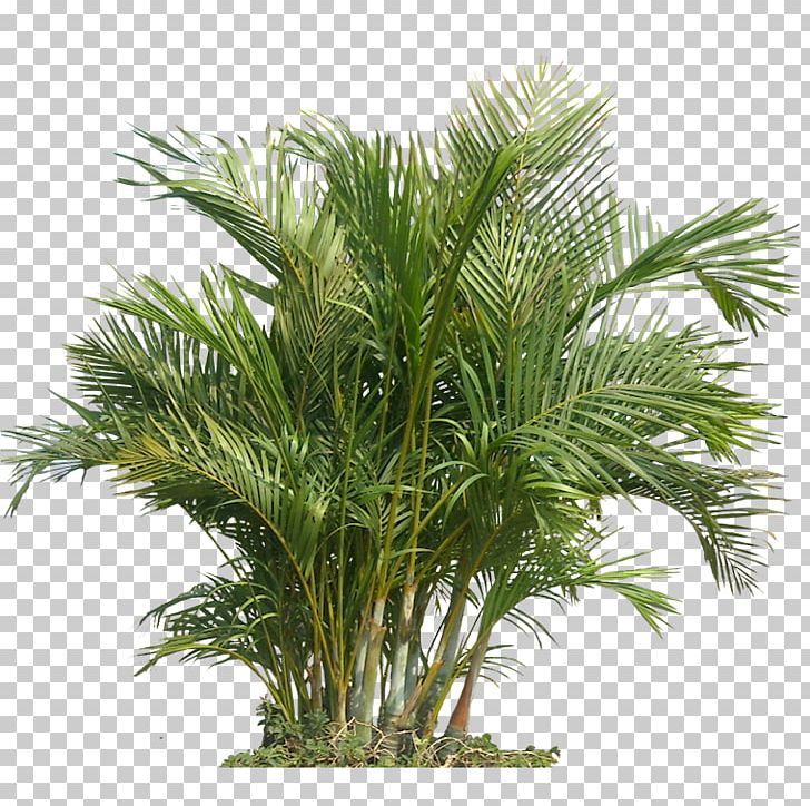 a palm tree with green leaves in a pot on a white background png clipart